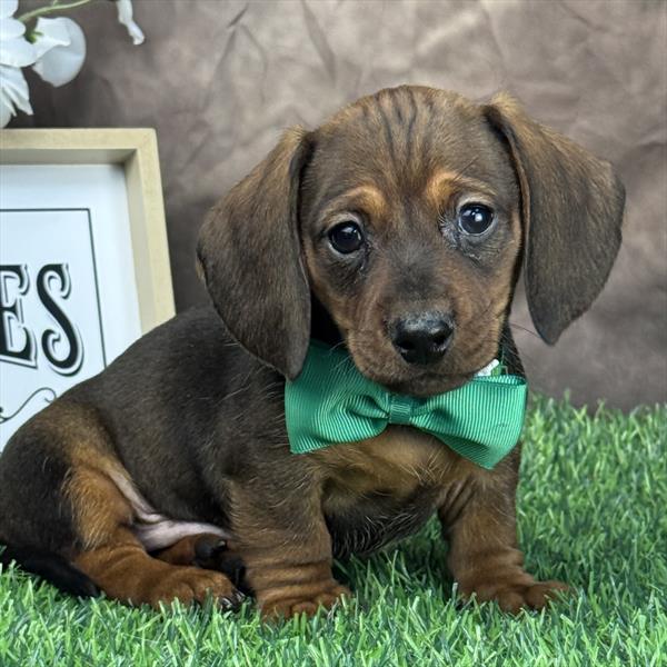 Dachshund - 7993 - Image 2
