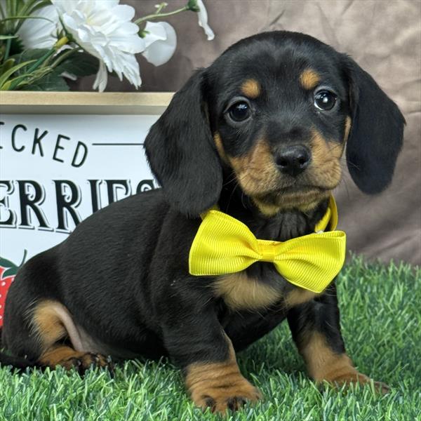 Dachshund - 7202 - Image 2