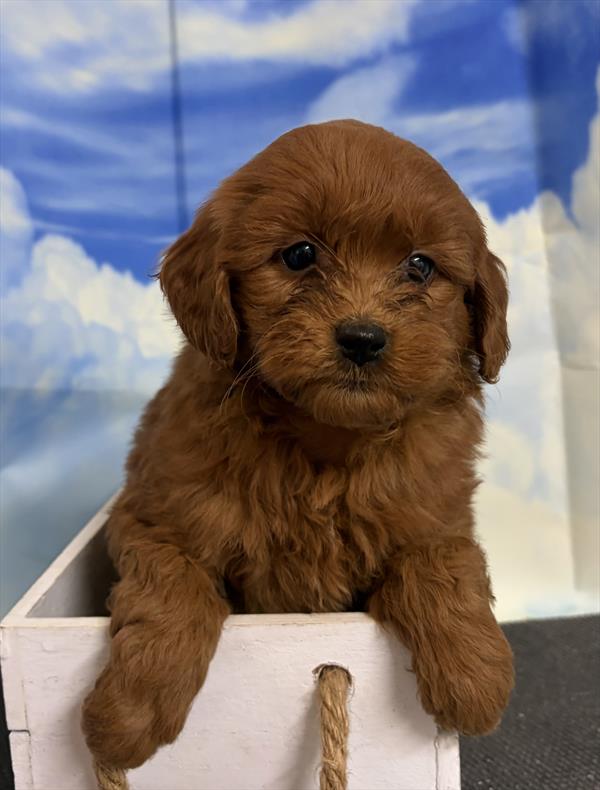 Poodle Mini/Goldendoodle Mini - 4960 - Image 2