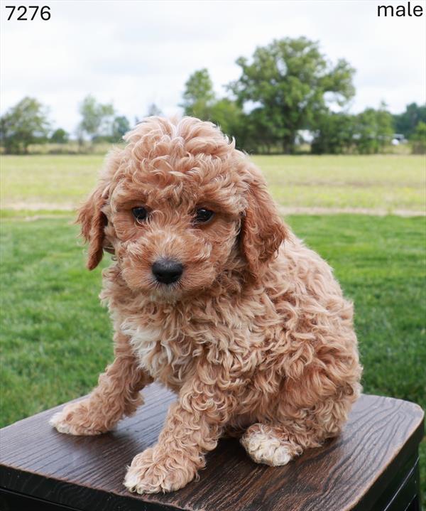 Poodle/Goldendoodle Mini - 7276 - Image 2