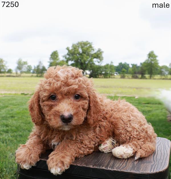 Poodle/Goldendoodle Mini -7250 - Image 2