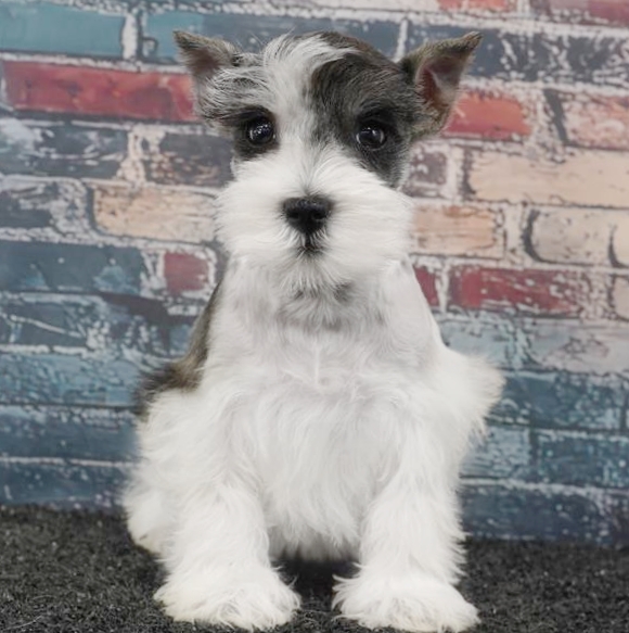 Miniature Schnauzer -0857 - Image 2