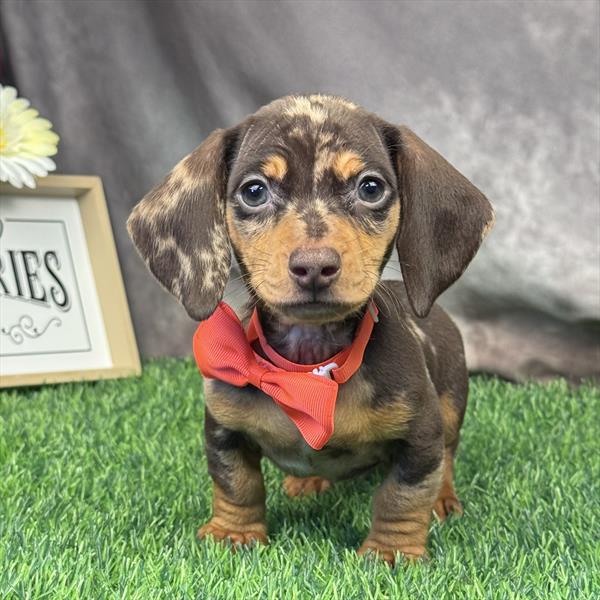 Dachshund - 5083 - Image 2
