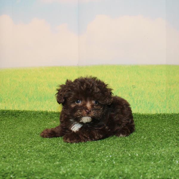 PomAPoo - 0219 - Image 2