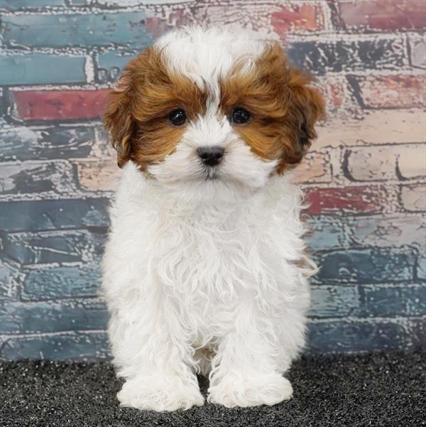 ShizaPoo - 7715 - Image 2