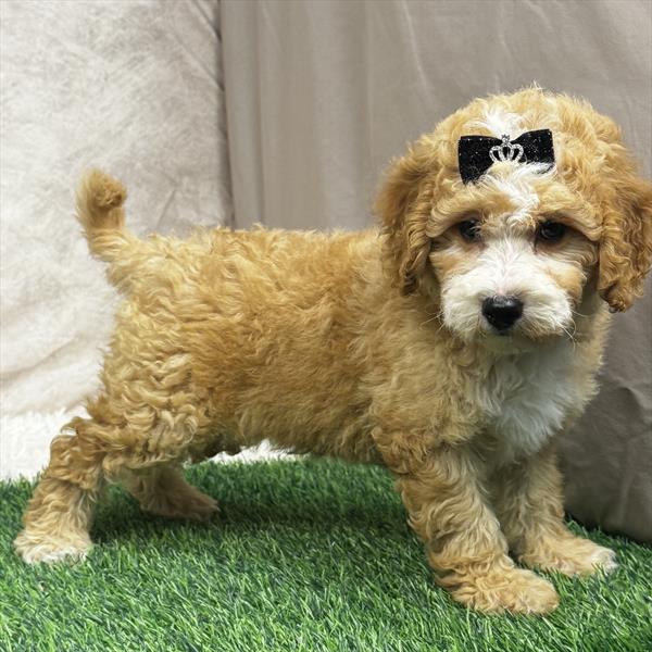 Goldendoodle Mini F1BB - 4683 - Image 2