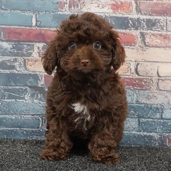 Cavapoo -9722 - Image 2