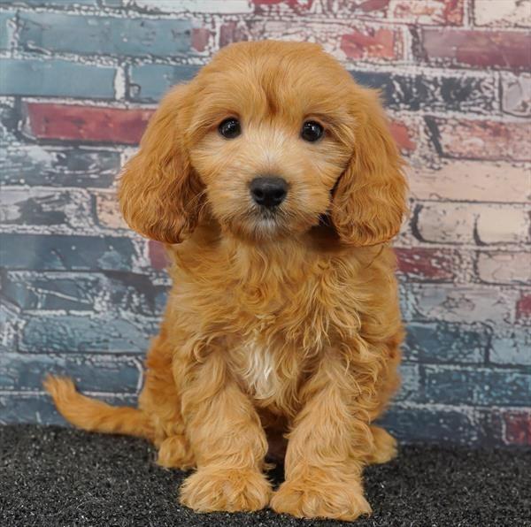 Cavapoo - 0188 - Image 2