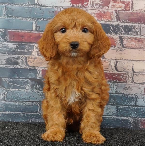 Cavapoo - 0715 - Image 2