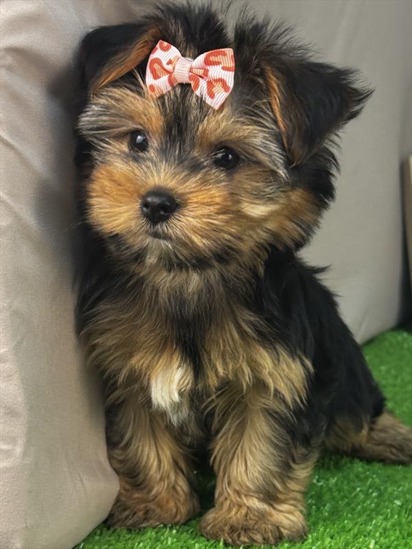 Yorkshire Terrier - 6720 - Image 2