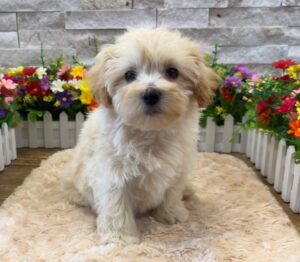 Furrylicious® Maltipoo puppy available