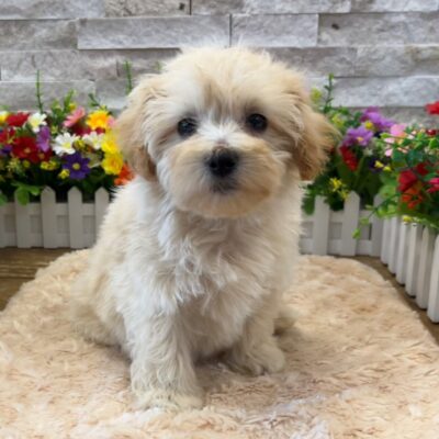 Mika Maltipoo