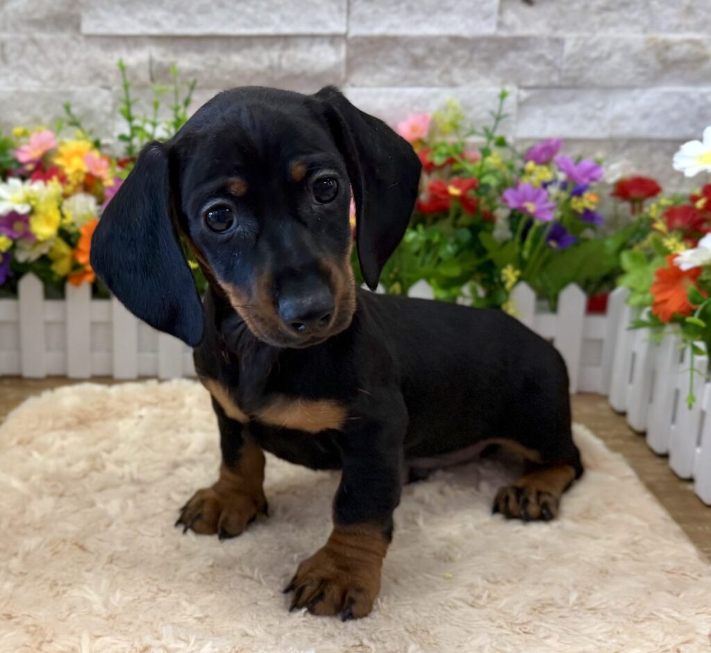 Dachshund - 7202 - Image 1