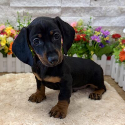 Louie Dachshund