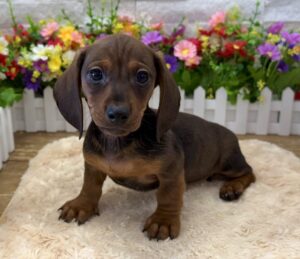 Dachshund – 7993