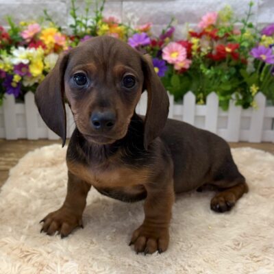 Ryder Dachshund
