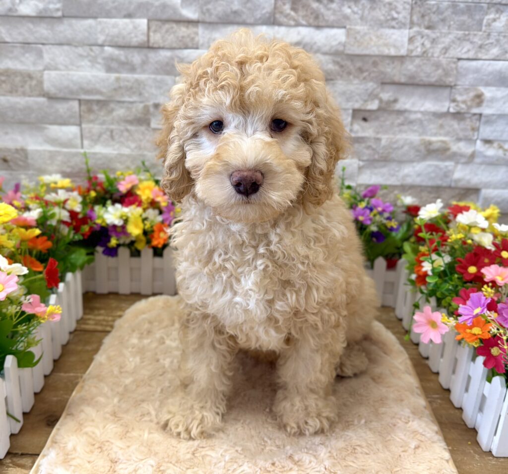 Goldendoodle Mini F1b - 1082 - Image 1