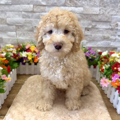 Yogi Goldendoodle Mini F1b