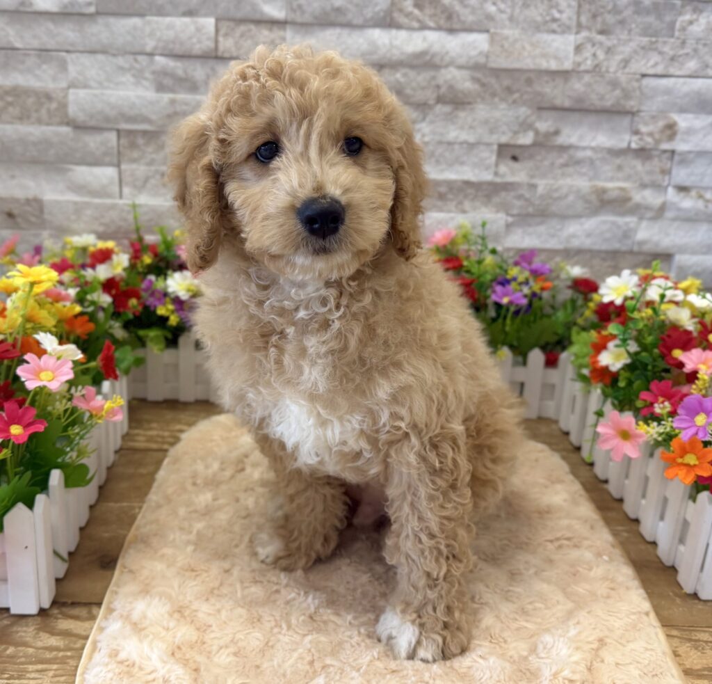 Goldendoodle Mini F1b - 1081 - Image 1