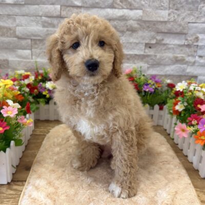 Huck Goldendoodle Mini F1b
