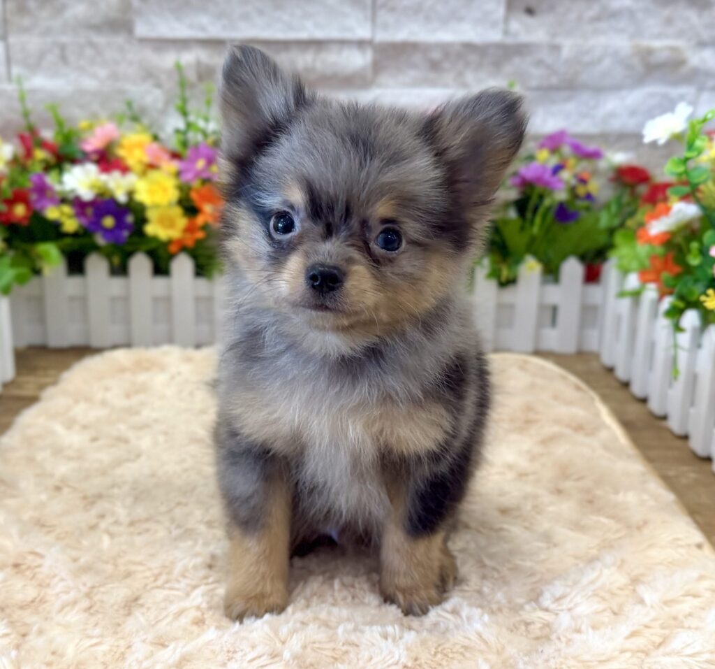 PomChi-1634 - Image 1