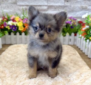 Furrylicious® PomChi puppy available