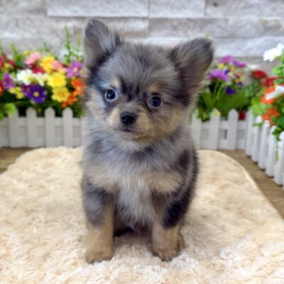Astro Puppies For Sale