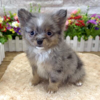 Jet Puppies For Sale