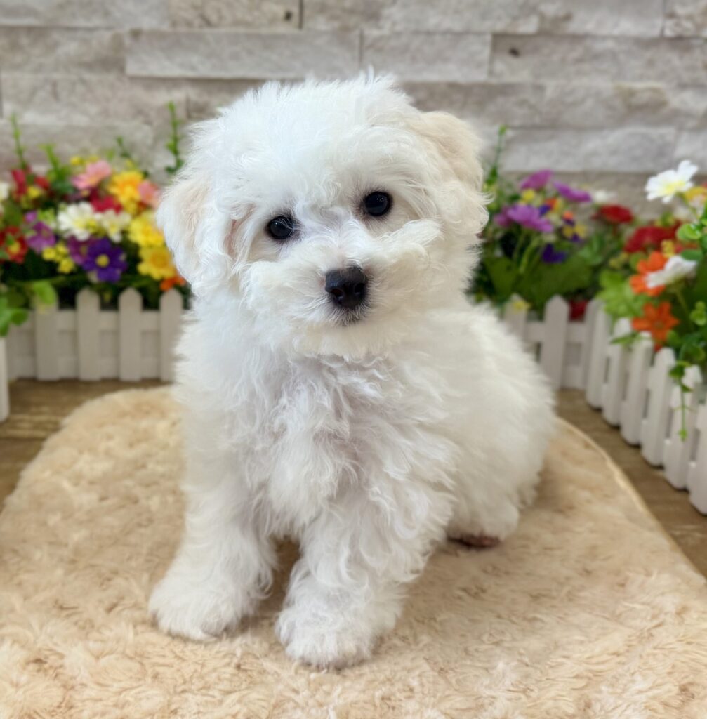 Bichon Frise - 7111 - Image 1