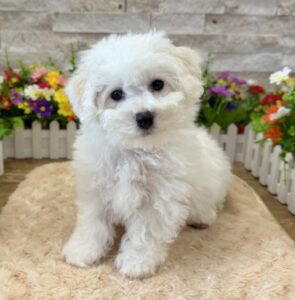 Furrylicious® Bichon Frise puppy available