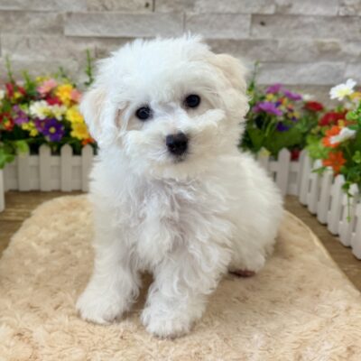 Gizmo Bichon Frise