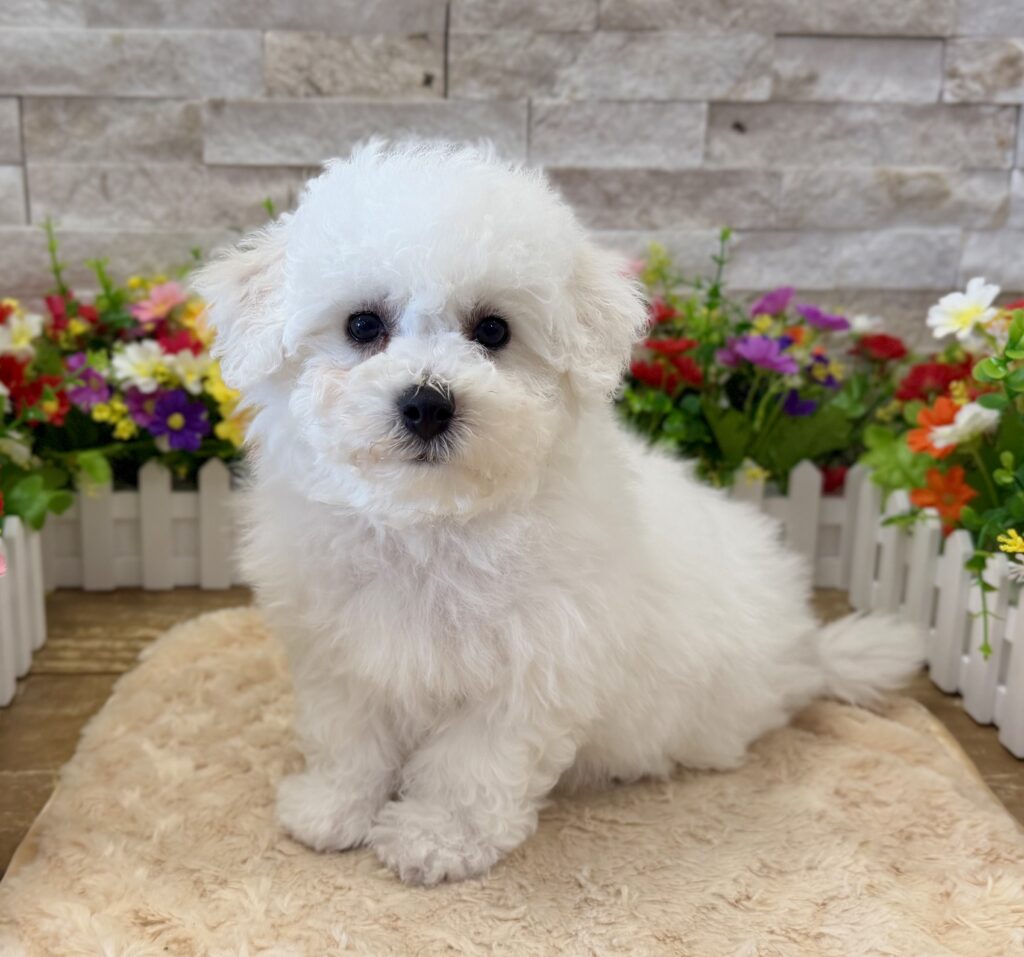 Bichon Frise - 5301 - Image 1