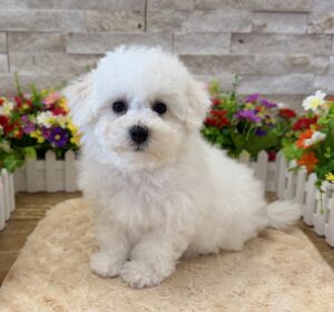 Furrylicious® Bichon Frise puppy available