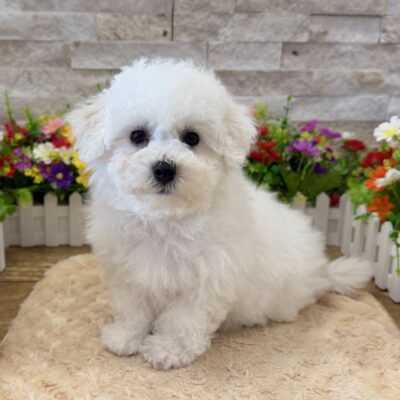Casper Bichon Frise