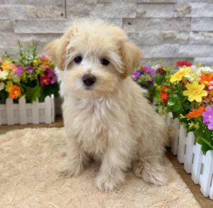 Furrylicious® Maltipoo puppy available