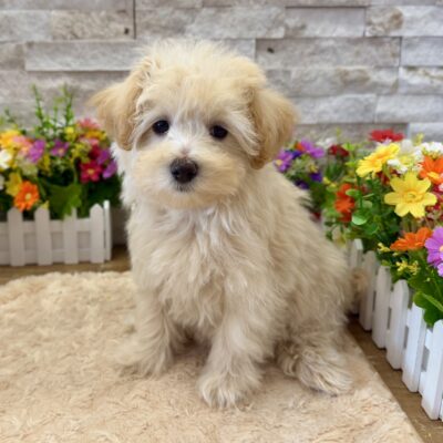 Mika Maltipoo