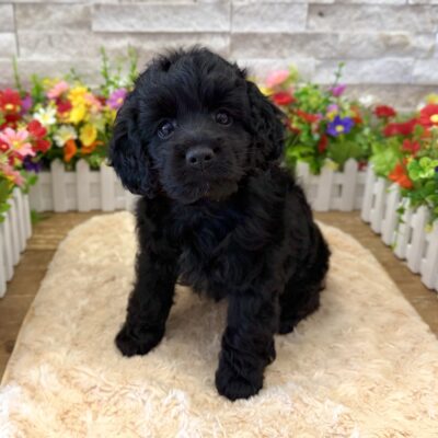 Ryan Cockapoo
