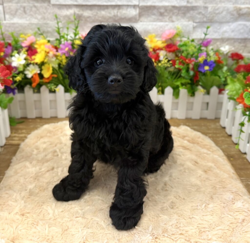 Cockapoo - 7313 - Image 1
