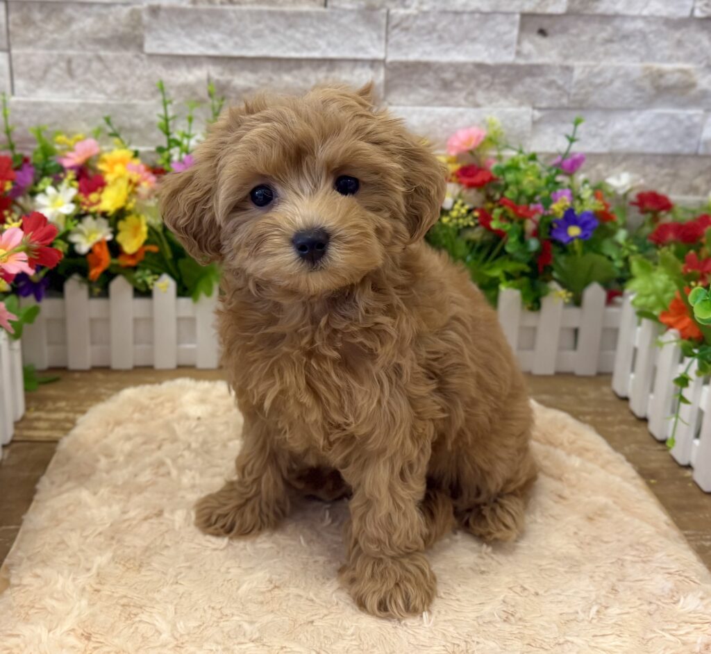 MorkiePoo - 4992 - Image 1
