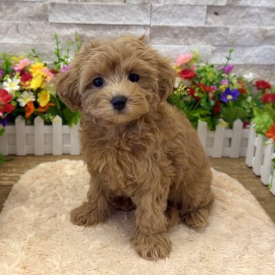 Pixie MorkiePoo