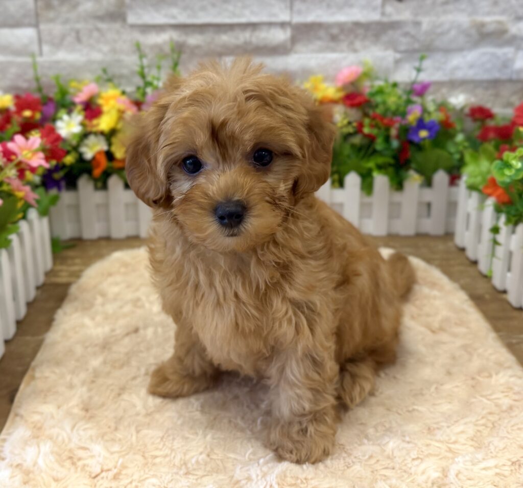 MorkiePoo - 5009 - Image 1