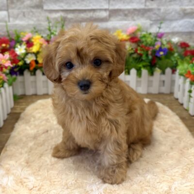 Lucy MorkiePoo