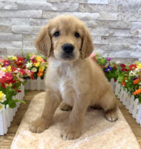Furrylicious® Golden Retriever puppy available