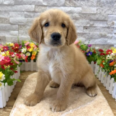 Conrad Golden Retriever