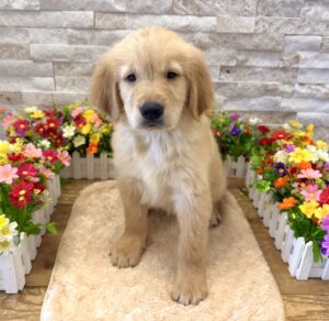 Furrylicious® Golden Retriever puppy available