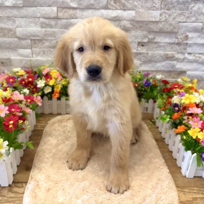 Rocky Golden Retriever