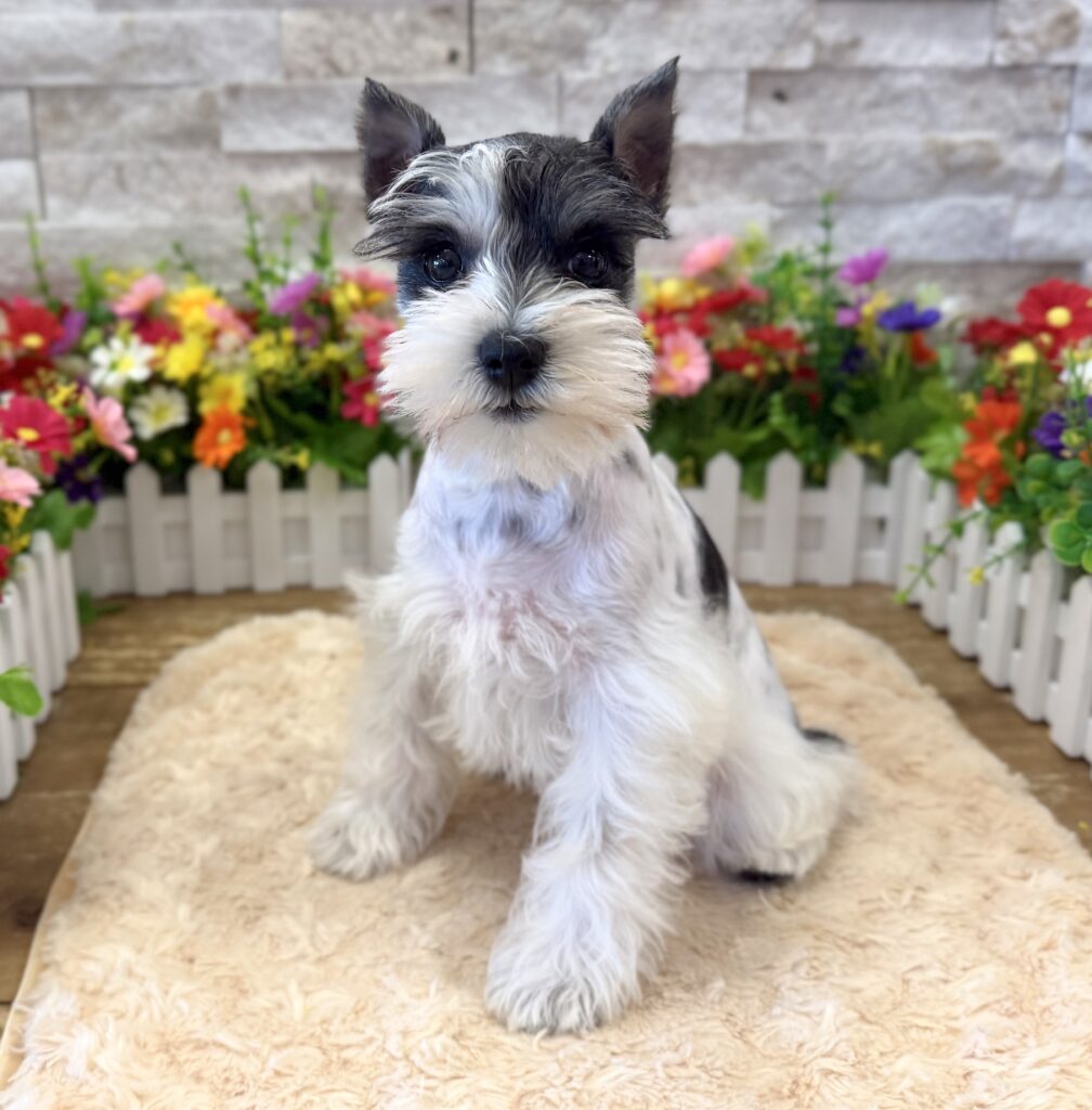 Miniature Schnauzer -0857 - Image 1