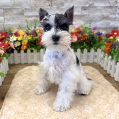 Paris Miniature Schnauzer