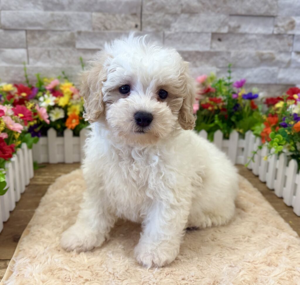 Bichapoo - 8409 - Image 1