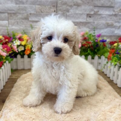 Baxter Bichapoo
